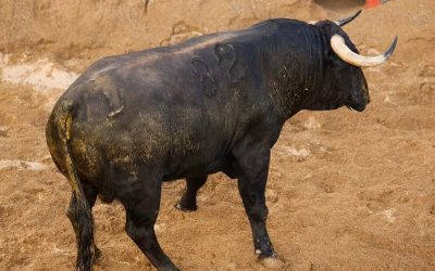 El toro al que cortó el rabo Morante en Sevilla también seguirá procreando