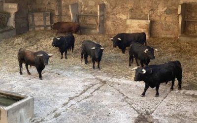 Los toros de Juan Pedro Domecq han llegado a los corrales del Coliseo Balear